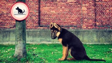 Strange Dog Laws
