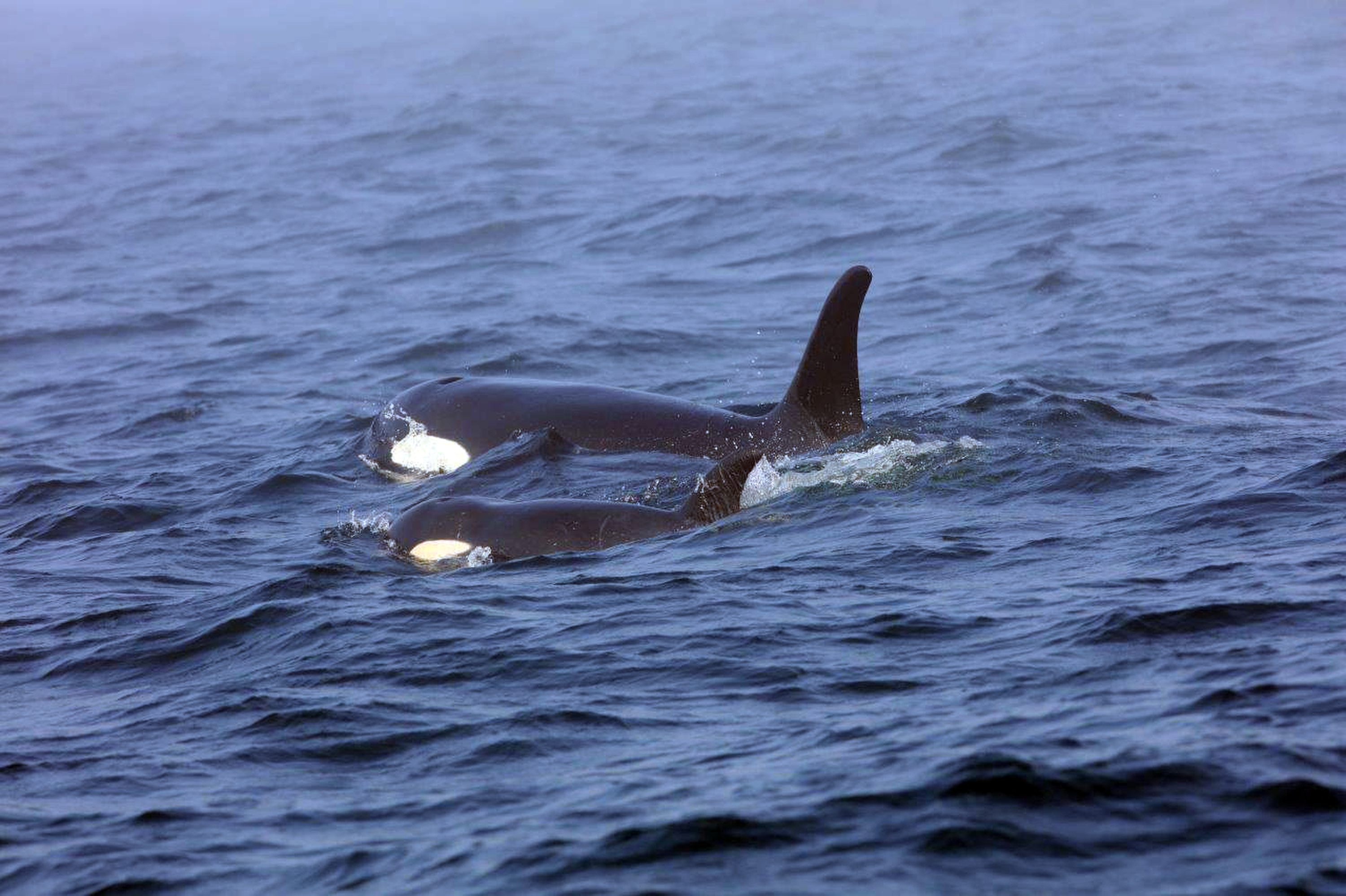 Endangered Orcas