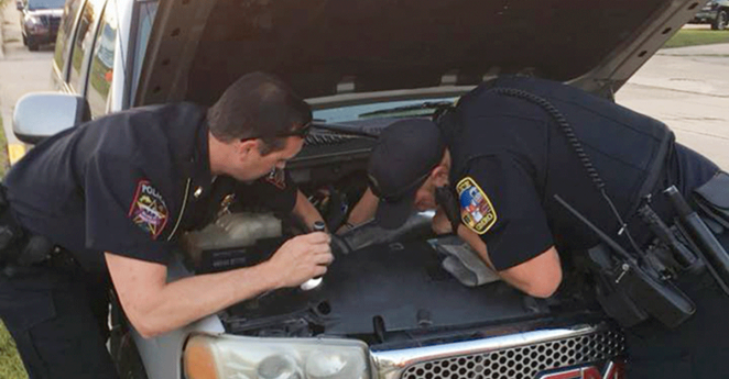 Ball Python SUV Wisconsin