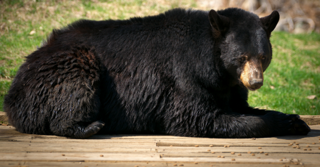 black bear Canada