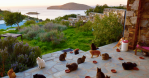 Cat Rescue Greece