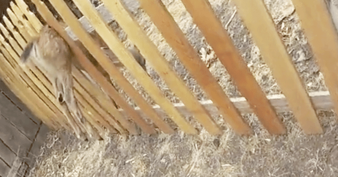 Fawn Rescue Body Camera