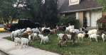 Goats Boise Idaho