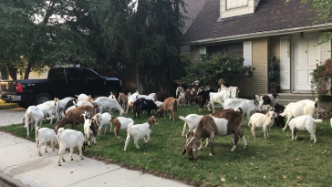 Goats Boise Idaho