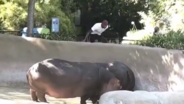 Man Slaps Hippo LA Zoo