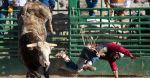 Rodeo Bull Escapes Oklahoma City