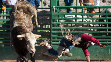 Rodeo Bull Escapes Oklahoma City
