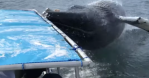 whale watching video