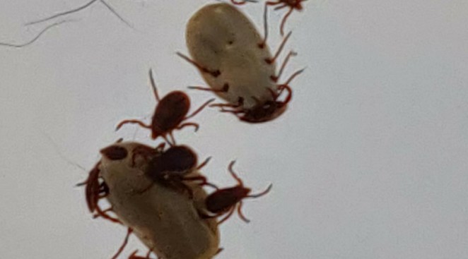 You’ll Never Guess What Ticks Eat! Hint: It’s Not Just Pets