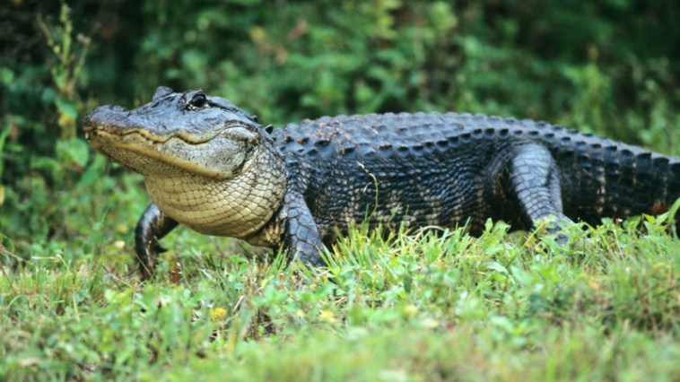South Carolina Woman Killed In Alligator Attack While Protecting Dog