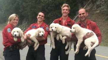 World’s Most Attractive Firefighters Save Lost Puppies