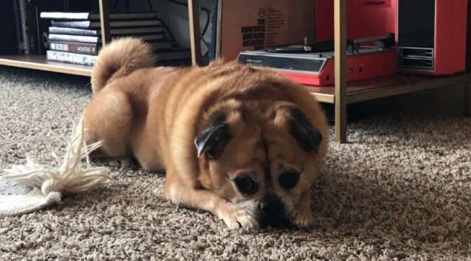 Here's The Sweet Reason Your Dog Stares at You While It Goes Number 2