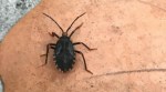 ‘Kissing bugs’ Carrying Dangerous Disease Found in Florida