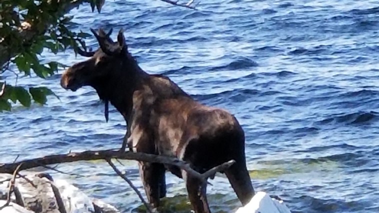Drowned Moose