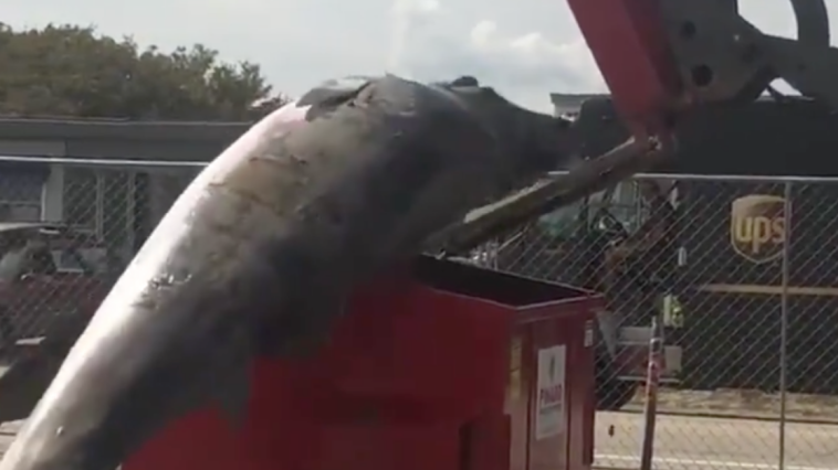 Dumpster Whale