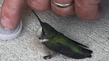 fire department saves hummingbird