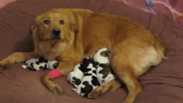 Golden Retriever Mix Spotted Puppies