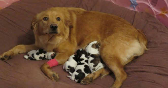 Golden Retriever Mix Spotted Puppies