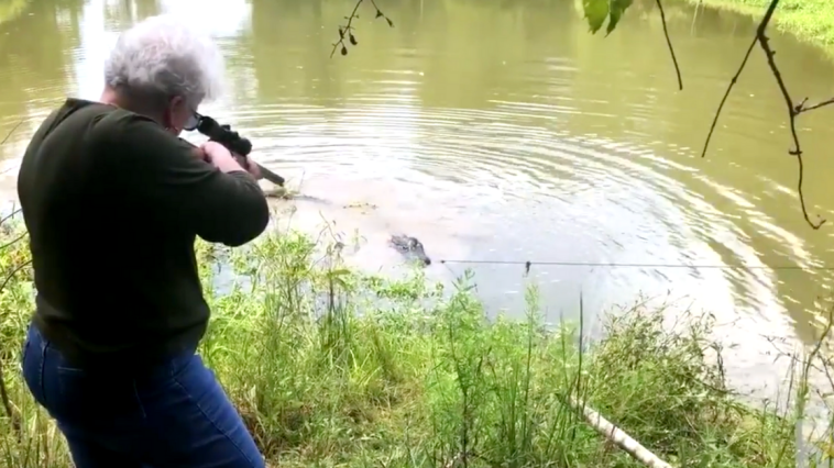 Grandma mayor kills gator