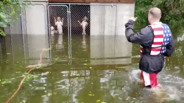 Hurricane Florence Dog Rescue