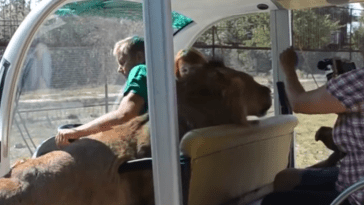 lion jumps in cart