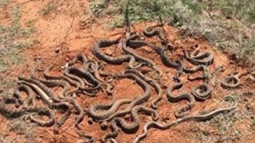 Rattlesnakes Texas Deer Blind