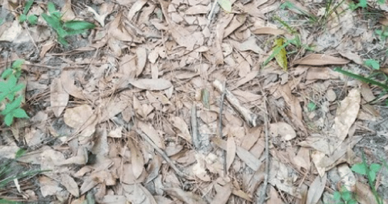 Herpetologist Find Snake Optical Illusion