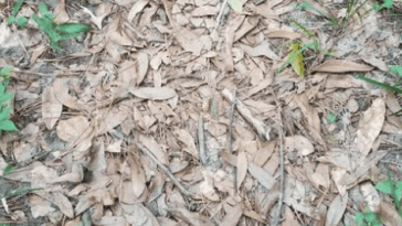 Herpetologist Find Snake Optical Illusion