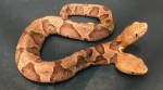 Rare Two-Headed Copperhead Snake Found In Virginia