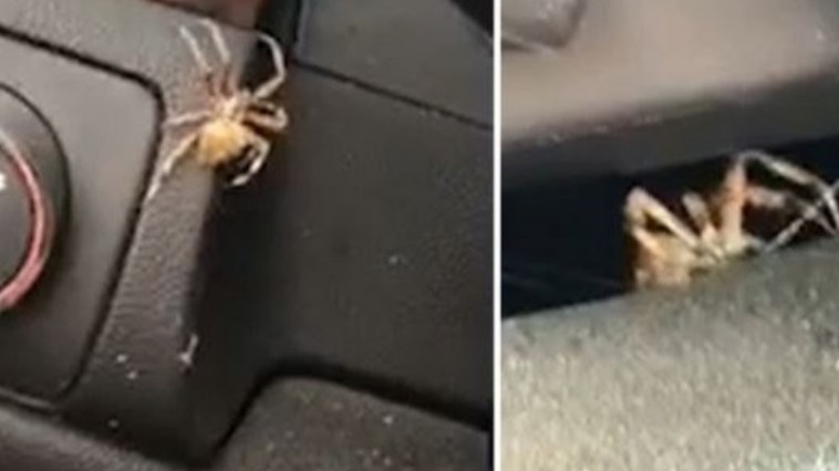 Woman Has Hilarious Reaction Over A Spider Hiding In Her Car