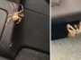 Woman Has Hilarious Reaction Over A Spider Hiding In Her Car