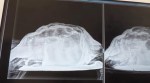 Turtle Found In Woman's Genitals, Police Suspect Sexual Assault