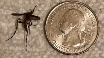 Quarter Size Mosquitoes Are Invading South Texas After Heavy Rain