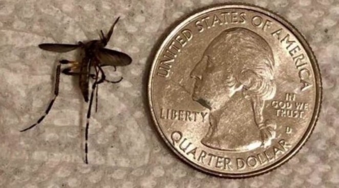 Quarter Size Mosquitoes Are Invading South Texas After Heavy Rain