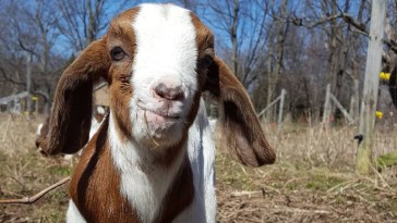 Study Shows Goats Are Drawn To Human Smiles!
