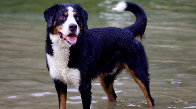 Hurricane Florence: Don’t Forget About Your Pets!