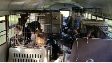 Driver Rescues 64 Animals From Hurricane Florence Floods Using 'Noah's Ark'