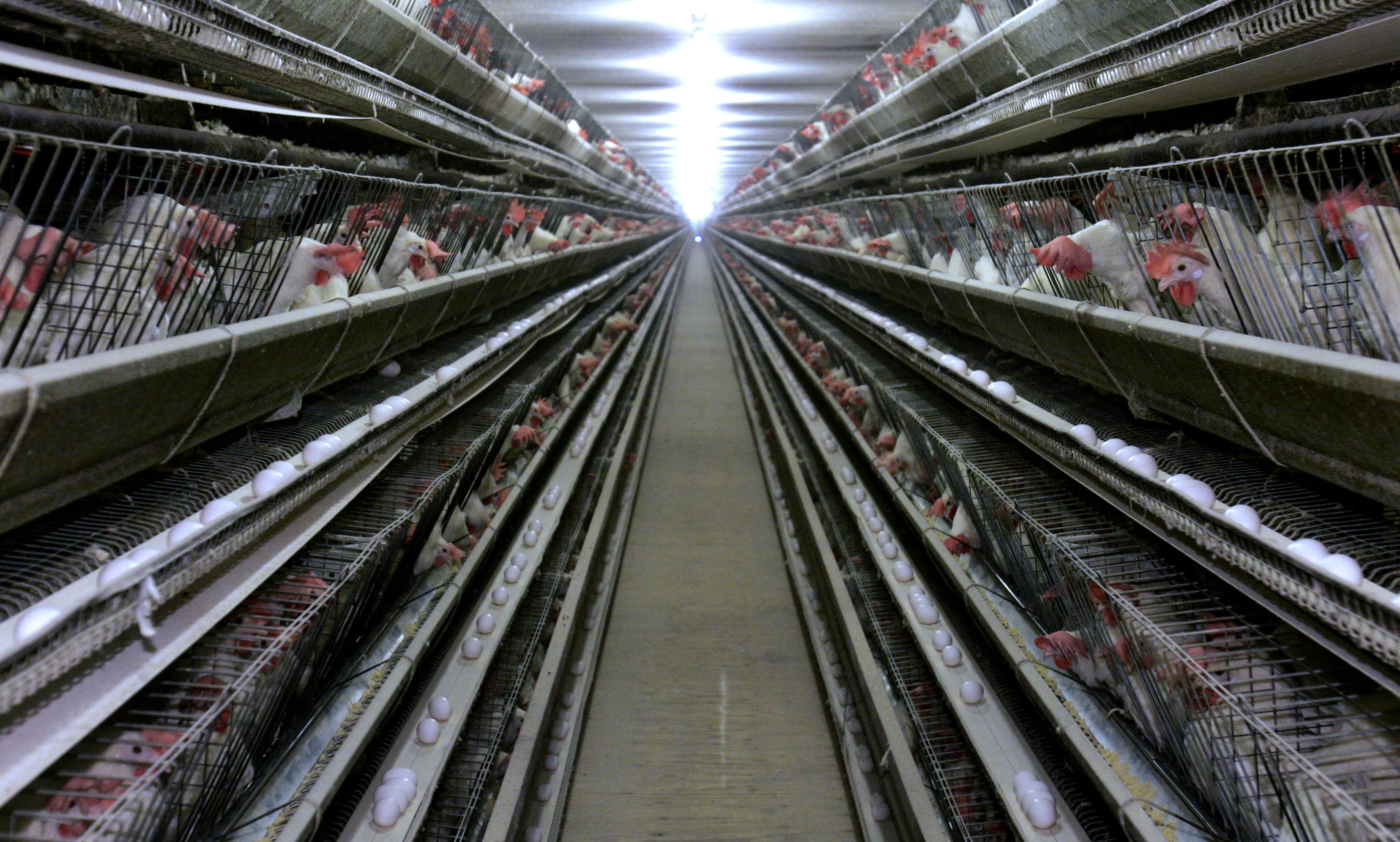 Californians weigh making egg-laying hens cage-free by 2022