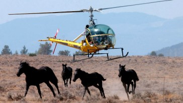 Wild Horses California