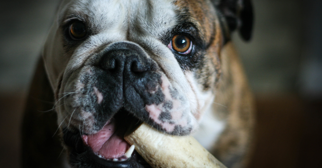 Bulldog Bites off Penis