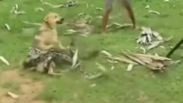 Snake Attacks Dog