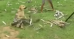 Snake Attacks Dog