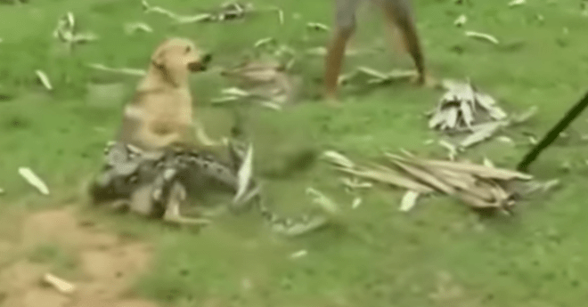 Snake Attacks Dog