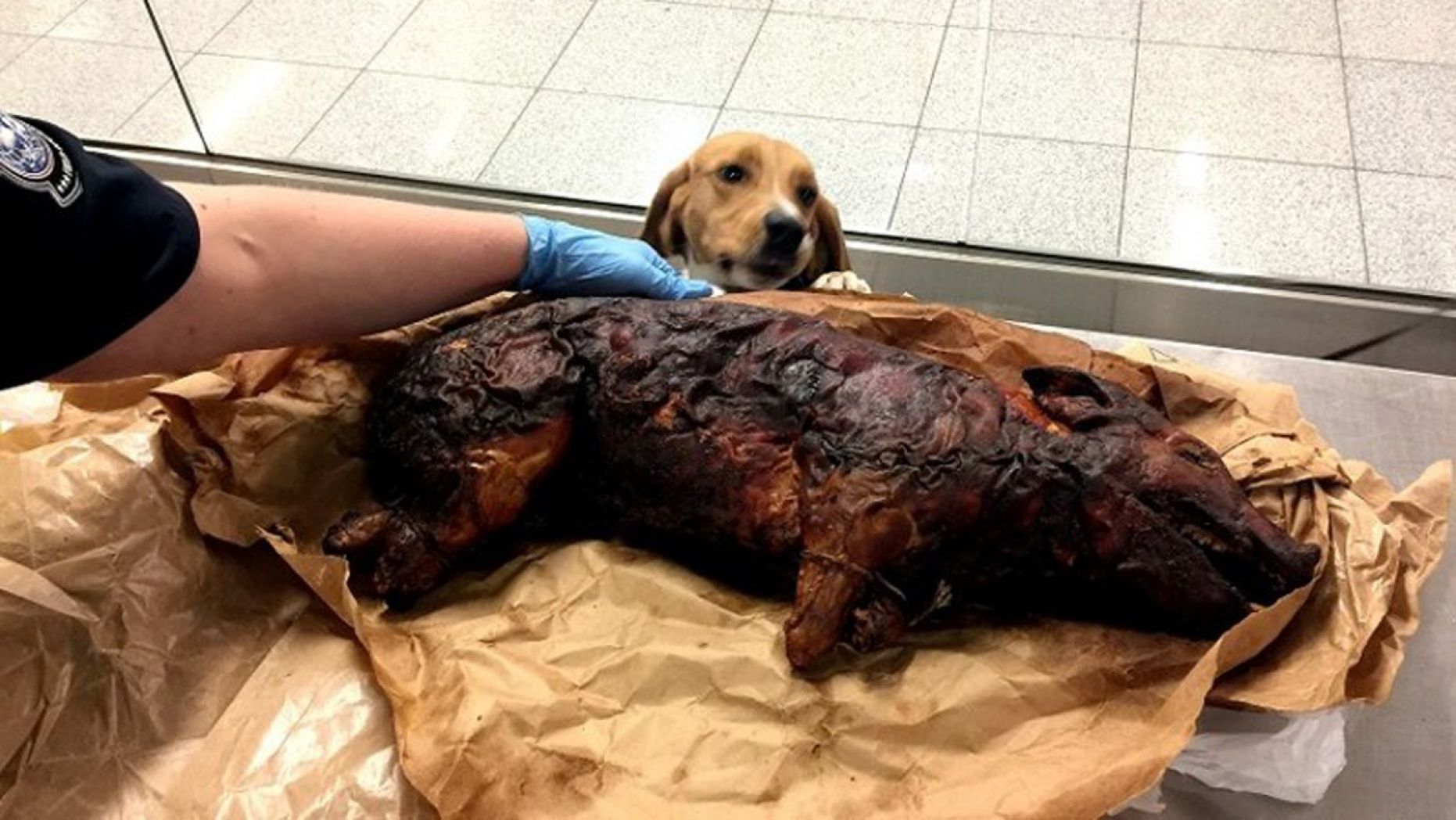 CBP K-9 Beagle Finds Roasted Pig in Luggage at Atlanta Airport