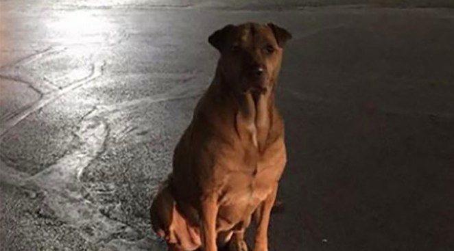 Dog Pretends To be Stray For Free McDonald's Burgers