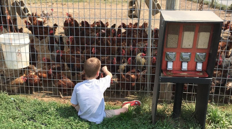 Yes, Therapy Chickens Are Actually A Thing And We're Shocked
