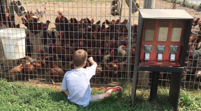 Yes, Therapy Chickens Are Actually A Thing And We're Shocked