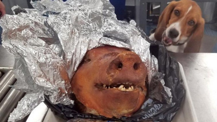 CBP K-9 Beagle Finds Roasted Pig in Luggage at Atlanta Airport