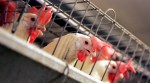 Californians Weigh Making Egg-Laying Hens Cage-Free By 2022