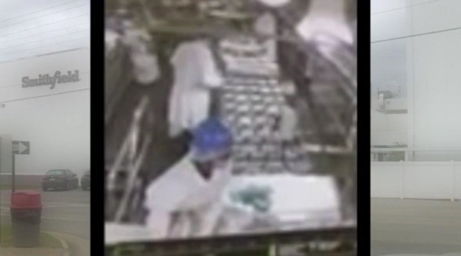 Watch: Meat Plant Worker Caught On Camara Urinating on Production Line